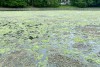 «Грустный и вонючий»: калининградцы жалуются на загрязнение Верхнего пруда