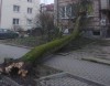 На улице Разина в Калининграде дерево упало на жилой дом