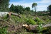 Региональные власти хотят заставить компании «компенсировать дважды» вырубленные деревья