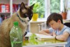 «Нюхач, исследователь, охотник»: как живёт библиотечный кот Грей из Калининграда