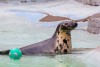 «Привет от ластоногих»: в калининградском зоопарке отпраздновали День тюленя