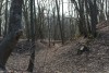 В Полесском округе обнаружили в лесу обгоревший труп мужчины