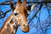 В калининградском зоопарке после падения умерла молодая самка жирафа 