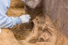 При раскопках на участке под Приморское кольцо нашли воинское захоронение