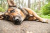 Служба защиты животных в Калининграде отстреливает сторожевых собак