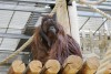Калининградский зоопарк запустил трансляцию из вольеров орангутана Антона и европейских выдр