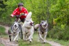 «Собачья сила»: под Калининградом прошёл первый турнир по ездовому спорту