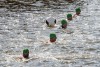 «Кролем на стадион»: калининградские любители моржевания переплыли Преголю