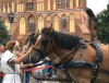 Лошади-тяжеловозы редкой породы прибыли на остров Канта в Калининграде