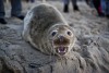 Тюленю с пляжа в Зеленоградске установят памятник