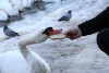 Очевидцы: В районе посёлка Пятидорожного замерзают десятки лебедей