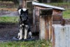 «Собачья жизнь»: как устроен вылов безнадзорных животных в Калининградской области