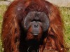 Соколова: Зоопарк пока не будет покупать нового орангутана вместо умершего Бенджамина