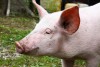 На крупном свинокомплексе в Правдинском округе на месяц ввели карантин из-за АЧС
