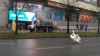 Калининградцы спасли лебедя, гуляющего по дороге в центре Калининграда