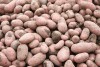 Из Калининградской области вывезли в другие регионы пять тысяч тонн семенного картофеля