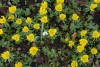«Пробуждение природы»: как цветёт Ботанический сад в Калининграде в начале марта