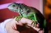 «Игуана на плече и крокодил в ванной»: фоторепортаж Калининград.Ru