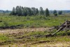 В Зеленоградском округе разрешили вырубить ещё 583 дерева для обустройства нефтепровода