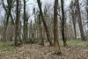«Розовые цифры на стволах»: в парках Калининграда начали обследовать деревья