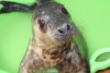 Калининградский зоопарк взял на реабилитацию тюленёнка, которого нашли в Заостровье