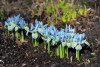 «Буйство красок»: в Ботаническом саду Калининграда начали распускаться первые цветы