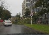 На улице Некрасова в Калининграде на дорогу упало дерево