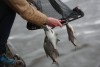 «Вдоль дна»: в Калининграде прошёл турнир по рыбной ловле