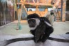 «Не только обезьяны»: в зоопарке открылся «тропический дом»
