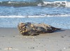 «Умылся и ушёл»: сотрудники Куршской косы встретили на побережье спящего тюленя