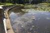 Очевидцы сообщают о массовой гибели уток на Верхнем озере в Калининграде