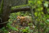 «Меньше оленей и больше лис»: на Куршской косе подсчитали диких животных