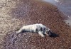 На пляже Куршской косы обнаружили детёныша серого тюленя