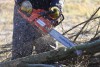Прокуратура: На Куршской косе незаконно вырубили 15 деревьев