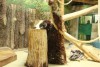 «Новый дом»: орангутан Бенджамин осваивается в калининградском зоопарке