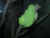 В калининградский зоопарк привезли зелёных питонов из Австралии