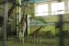 В калининградском зоопарке показали видео рождения жирафёнка