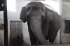 Калининградский зоопарк проведёт канализацию в вольер слонихи Преголи, чтобы избавиться от вони