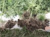 УМВД: В Зеленоградске мужчина выращивал плантацию конопли