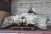 Калининградские рыбаки выловили в море кость кита весом полторы тонны