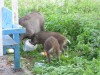 «Неожиданное свинство»: посетители Куршской косы кормят животных мусором