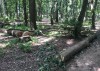 В Гурьевске начали вырубать деревья для строительства сенситивного парка
