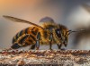 Ужаленный пчёлами житель Мамоново отсудил у хозяина пасеки 15 тысяч рублей