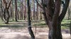 «Автотор-Арене» разрешили санитарную вырубку 132 деревьев рядом с новым ФОКом в Калининграде
