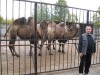 Корнеев: Чтобы занять должность директора калининградского зоопарка, я должен был стать сторонником «Единой России» 
