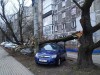 На Московском проспекте в Калининграде дерево упало на припаркованные машины