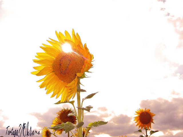 Nous sommes du soleil_1