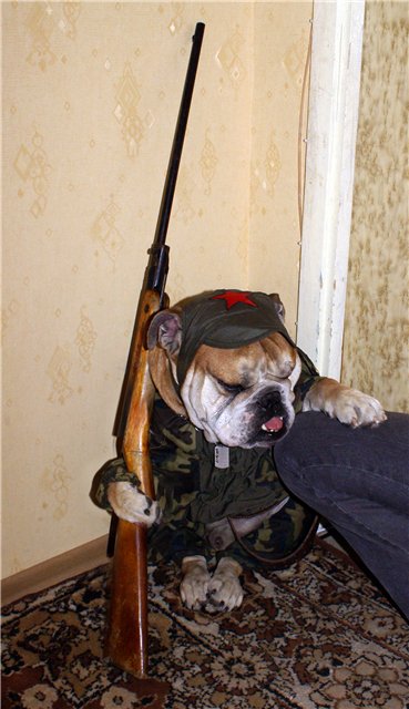 наши питомцы