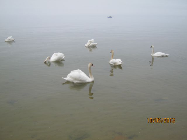 Прекрасное Балтийское море и прилетевшие красавцы - лебеди