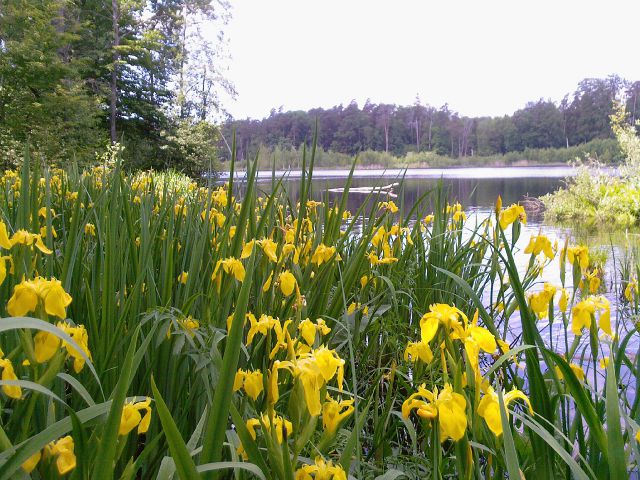 Жёлтые ирисы и оглушительная тишина на Лесном озере